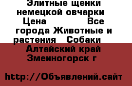 Элитные щенки немецкой овчарки › Цена ­ 30 000 - Все города Животные и растения » Собаки   . Алтайский край,Змеиногорск г.